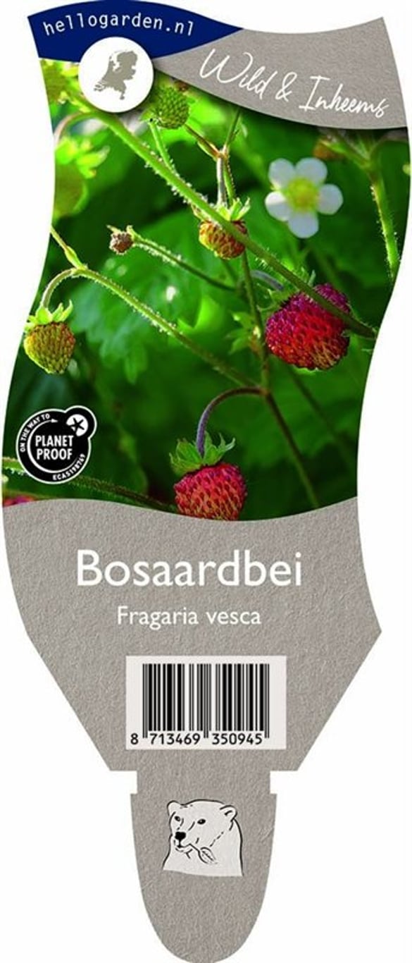 Fragaria vesca - P11